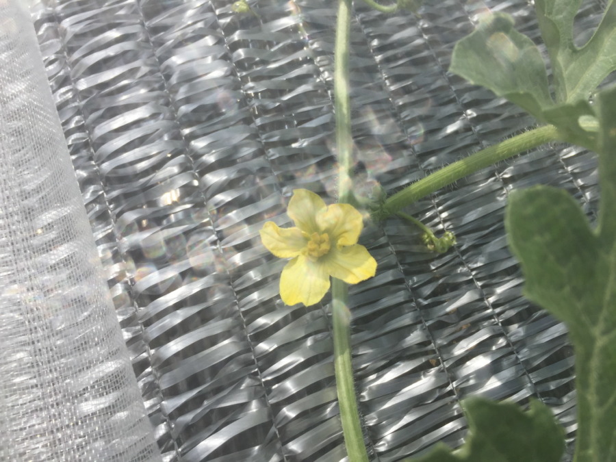 【祝】開花を確認。ステージ３に進みました。