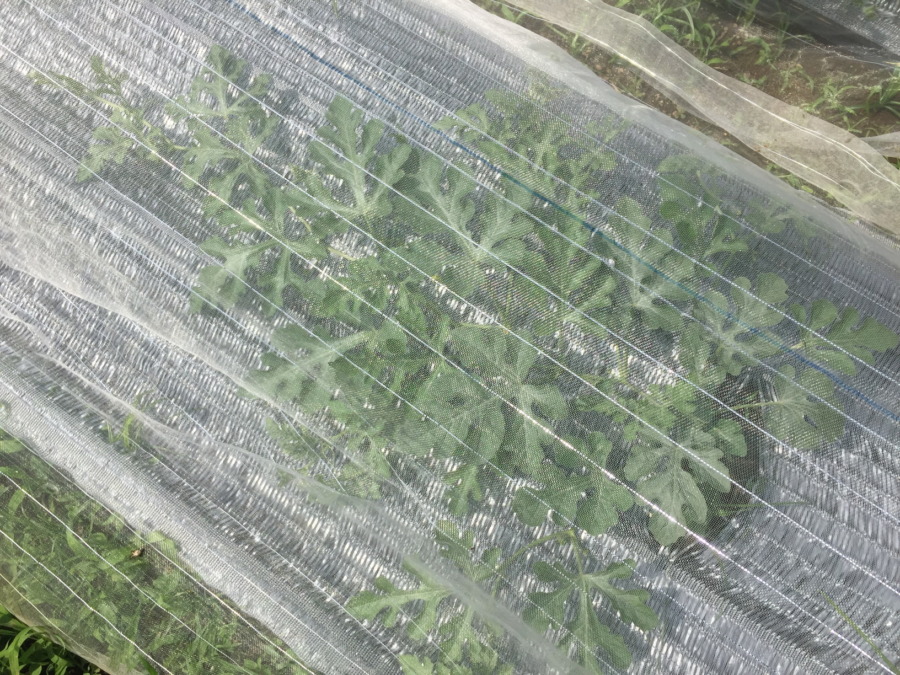 【フォト】すいか株の様子。