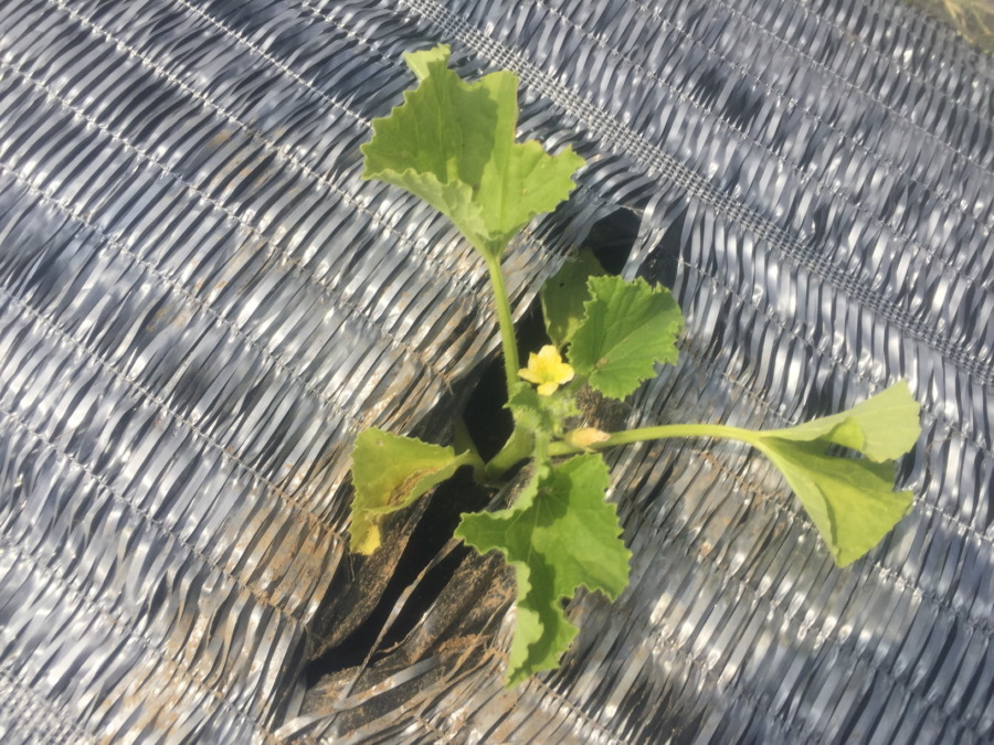 【祝】開花を確認。ステージ３に進みました！