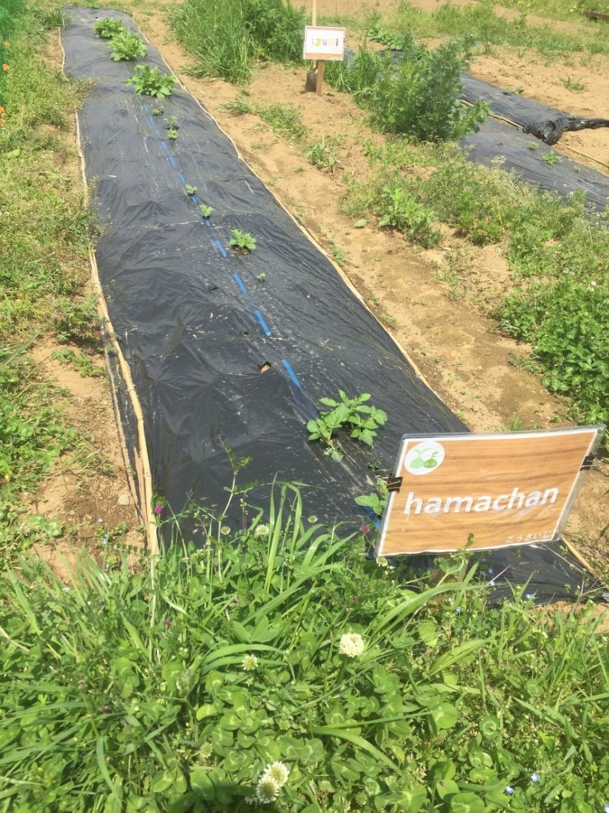 はたけの様子：2019/4/21