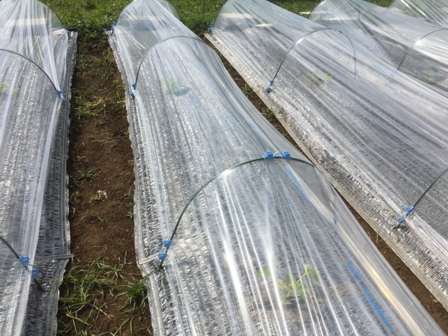 【はたけしごと】ビニルトンネルの設置、完。