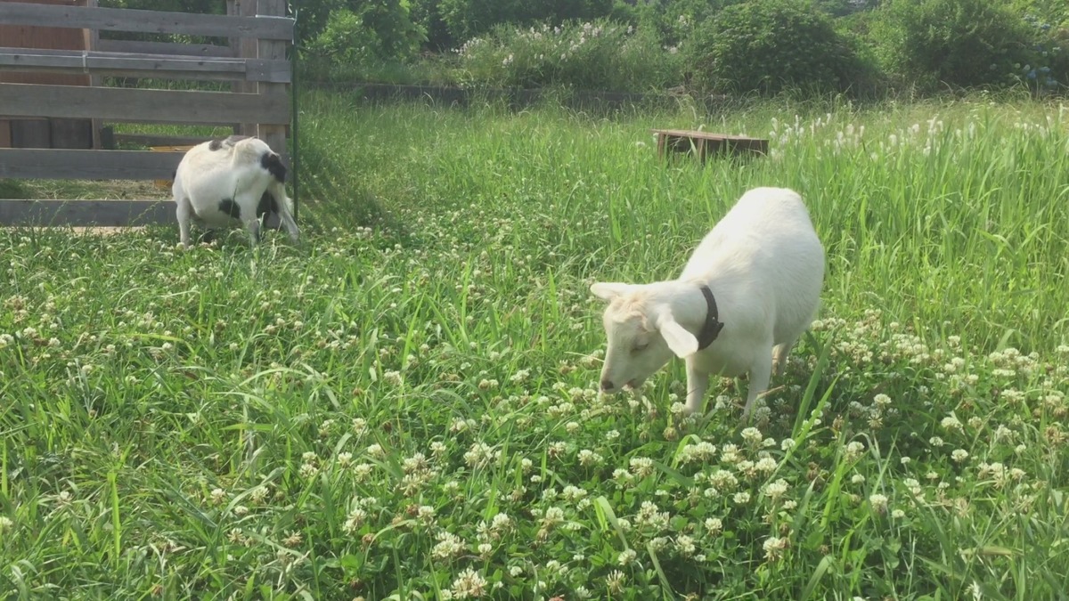 おかあさんと散歩。