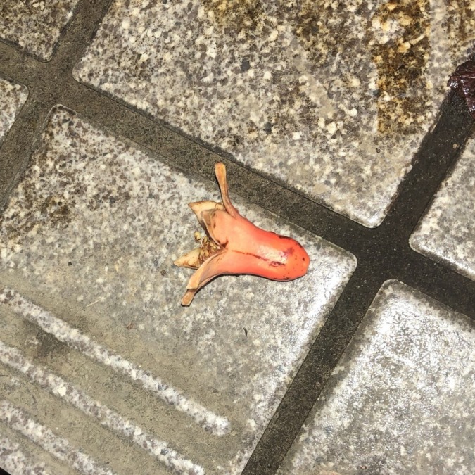 はて。玄関先にタコさんウインナーが・・・！？