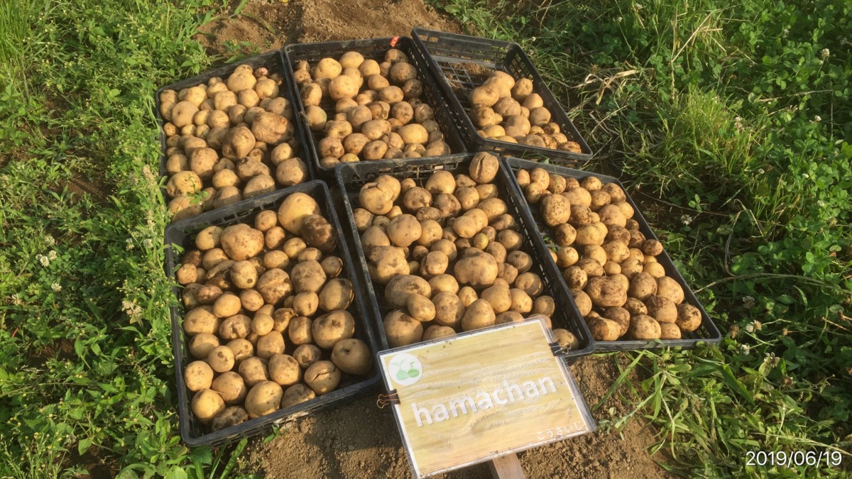 【祝】収穫です。こんなに採れましたyo。