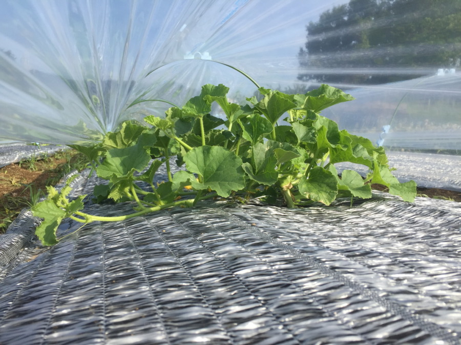 めろんです。ビニルトンネルの中から。