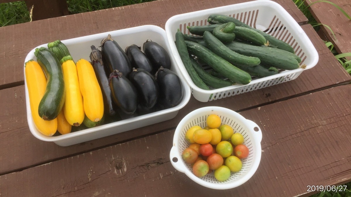 今日の畑の恵み。黄色い私が目立っているはず。