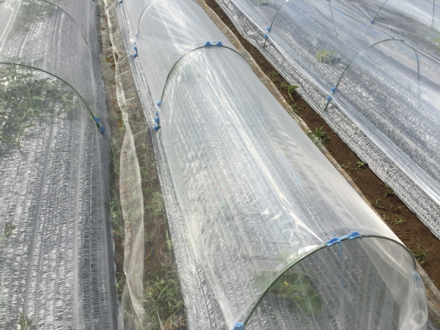 【はたけしごと】ビニルトンネル張り、完。