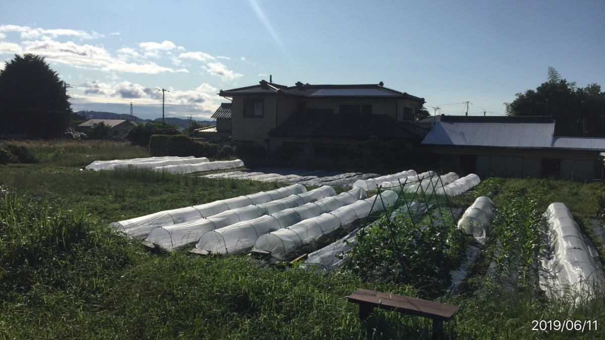 梅雨期の晴れた朝。はたけ全景。