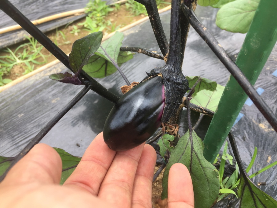 なすです。ワクワク。