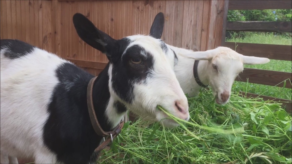 やぎ子です。雨。暗い日は、朝からお目めパッチリ。