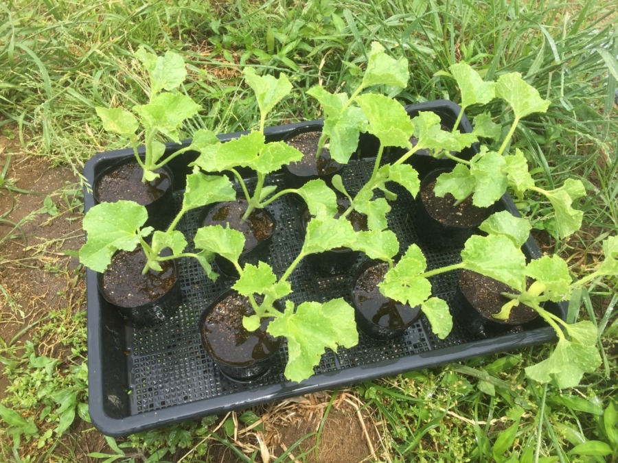 【フォト】めろんです。苗の定植まで、まだ少し待ってください。