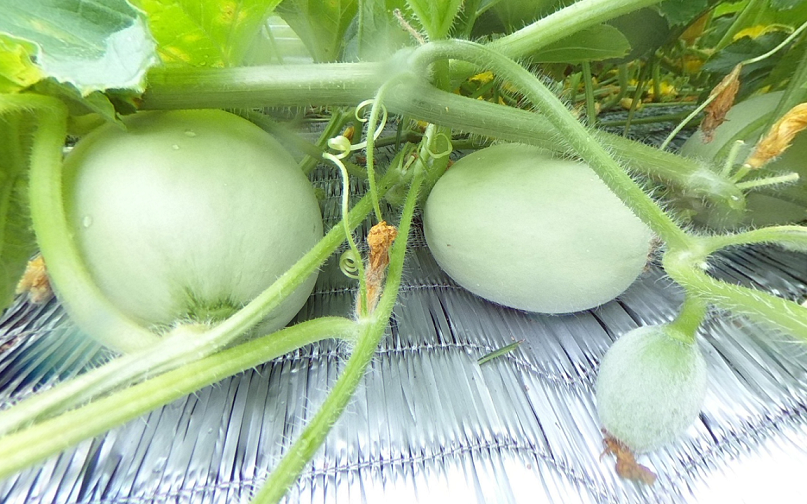 【VR】メロンです。トンネル内は実が360°でごろごろ。外は・・・