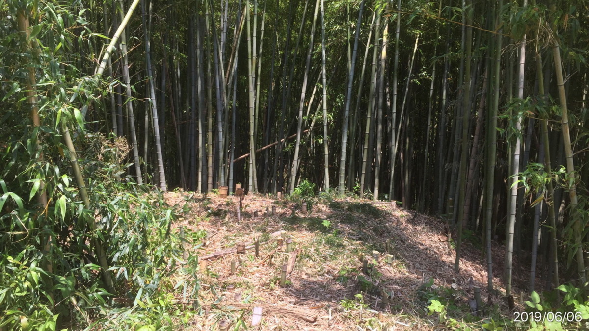 たけのこです。竹林の管理。