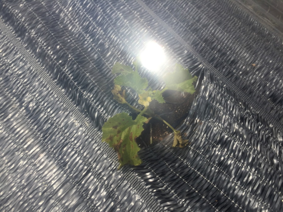 【祝】開花を確認。ステージ３に進みました！