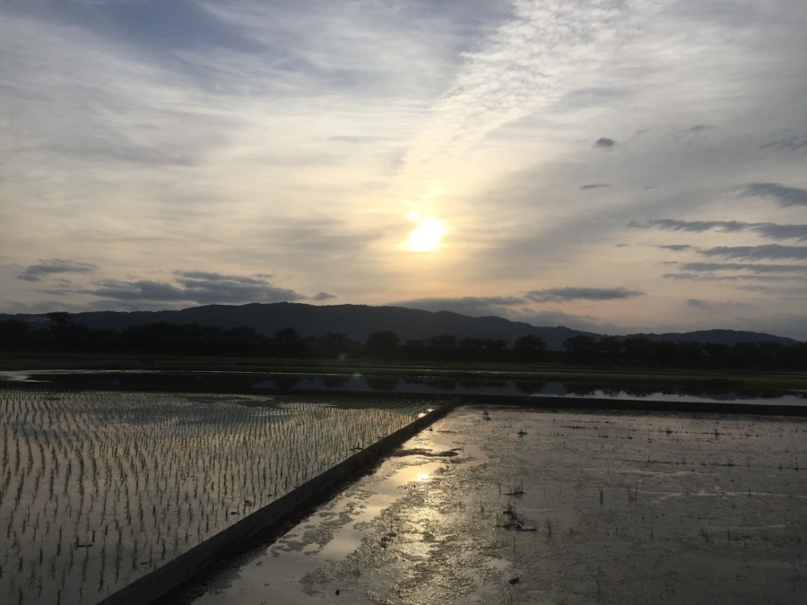 おこめです。今日は、田植え前の代掻き本番。