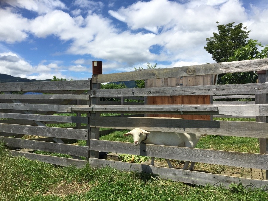 ルナです。台風一過。