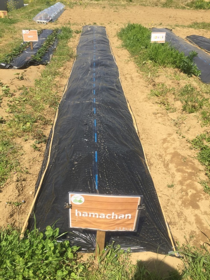 はたけの様子：2019/4/6