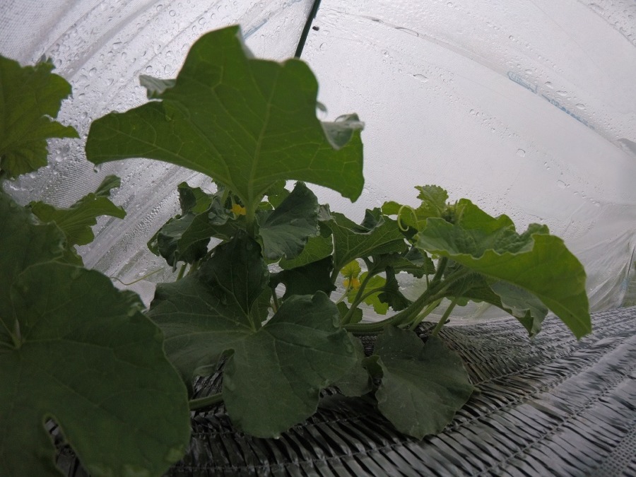 【フォト】めろん株の様子。（内＆外）