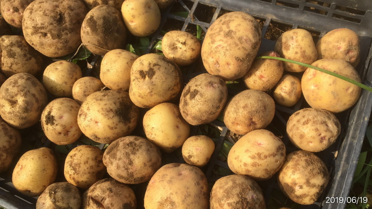 【祝】じゃがさんです。収穫。