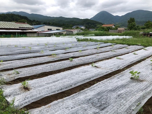 メロンとスイカの定植完了！