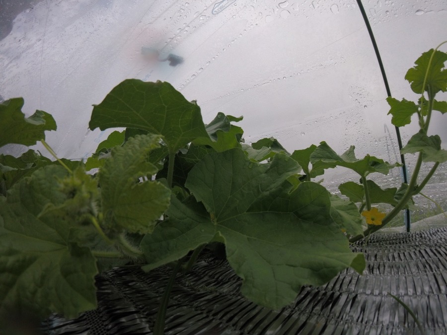 【フォト】めろん株の様子。（内＆外）