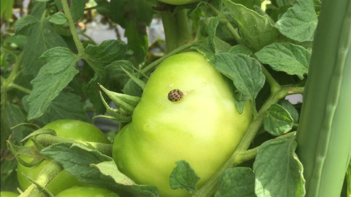 「ぎゃーー。」 by とまと。