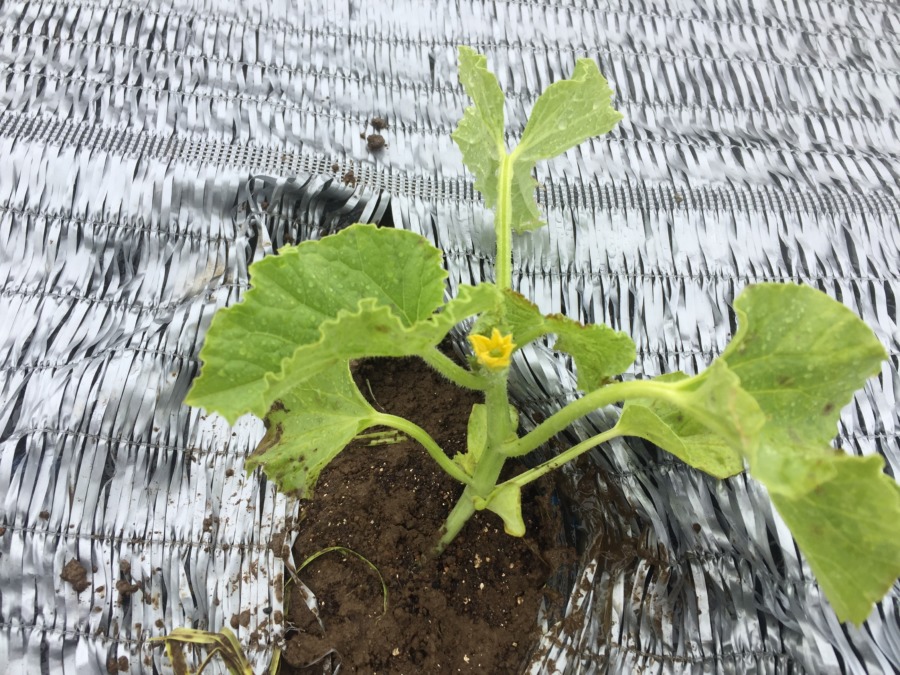 【フォト】祝！開花を確認。ステージ３へ進みました。