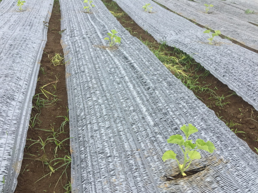 【はたけしごと】苗の定植、完。