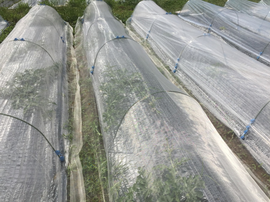 【はたけしごと】苗の定植・トンネル、完。