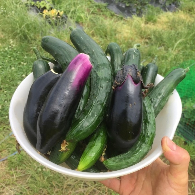 きゅうりです。いよいよわたしの、