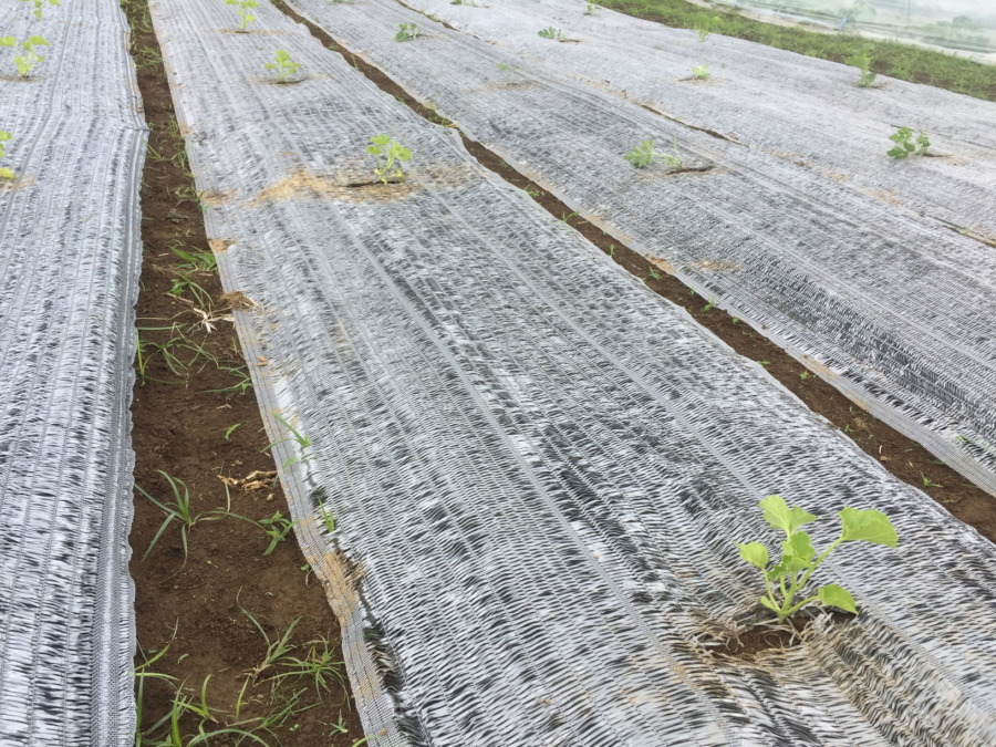 【はたけしごと】苗の定植、完。