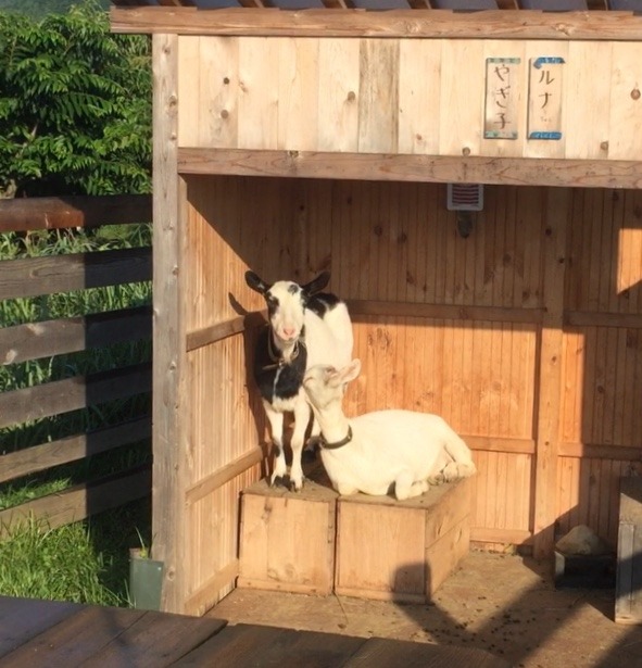 やぎ子です。甘えルナ。