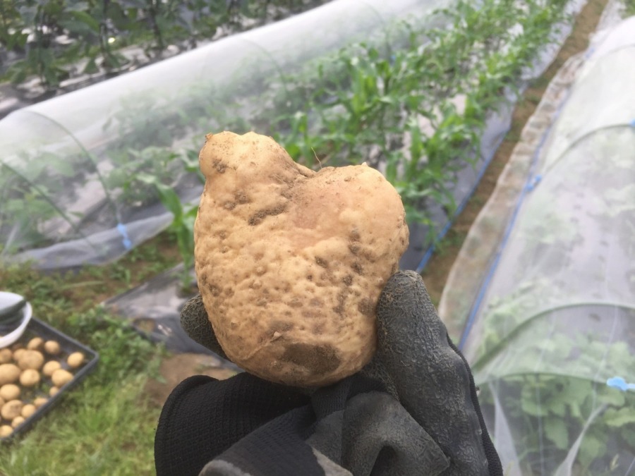 じゃがさんです。何の虫？