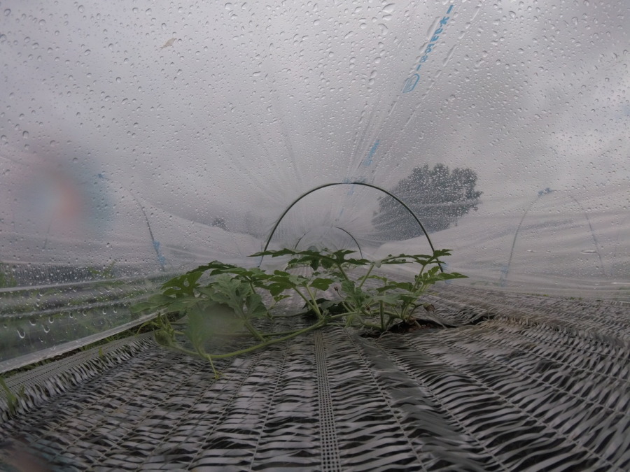 【フォト】すいか株の様子。（内＆外）