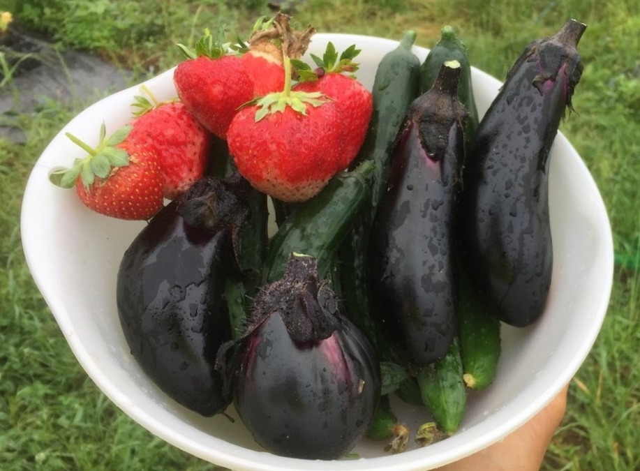 なすです。今日の収穫。