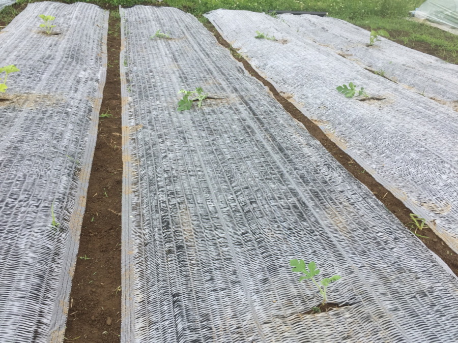 【はたけしごと】苗の定植、完。