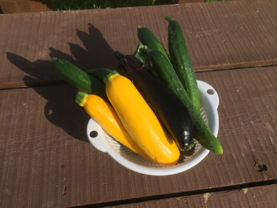 今日の収穫。ズッキーニ、きゅうり、なす。