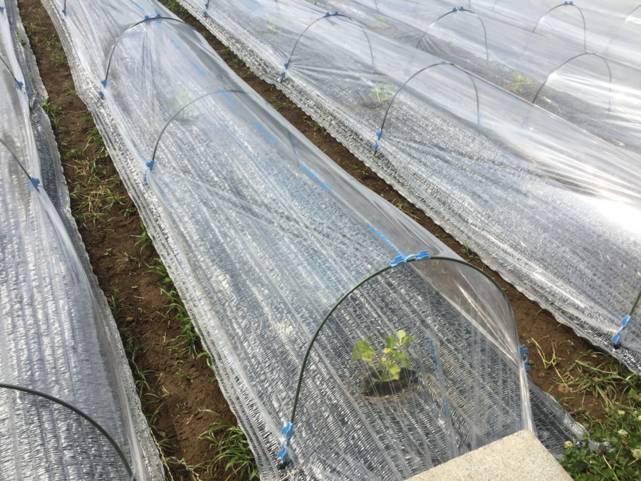 【はたけしごと】トンネルの設置、完。