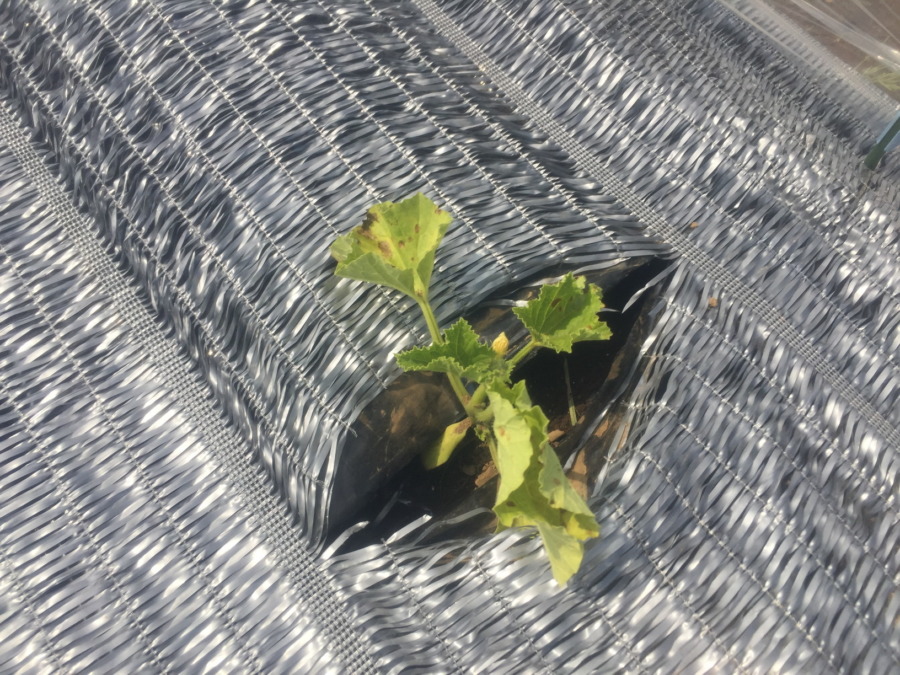 【フォト】めろん株の様子。花が・・・。もう開花はすぐそこですね。