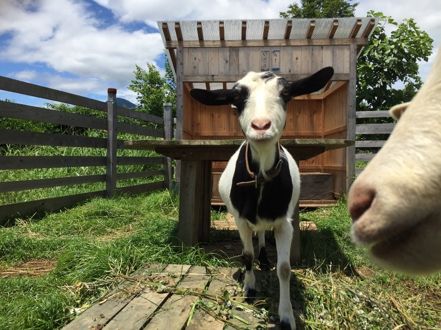 やぎ子です。台風一過。