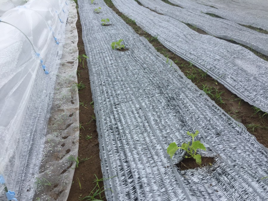 【はたけしごと】ついに畑に定植！