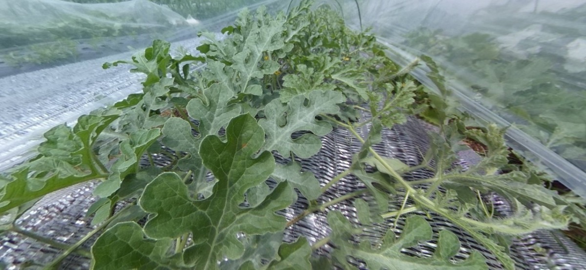 【VR】トンネルツアーです。モシャモシャ。