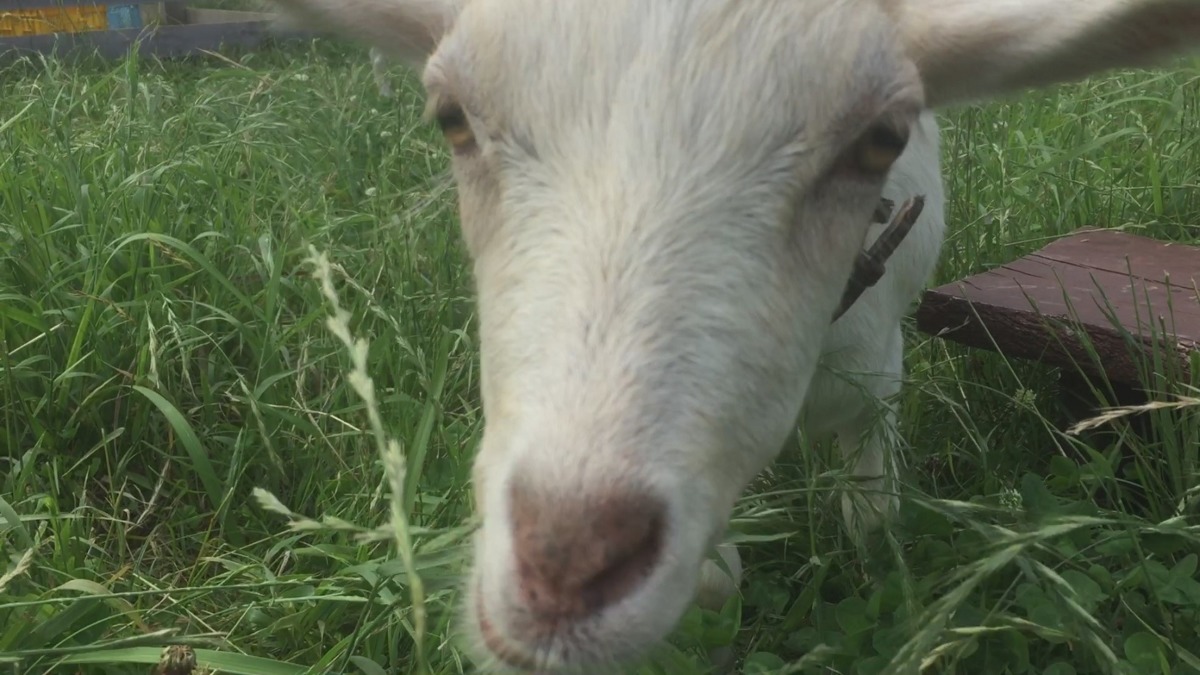 ルナです。娘母散歩。