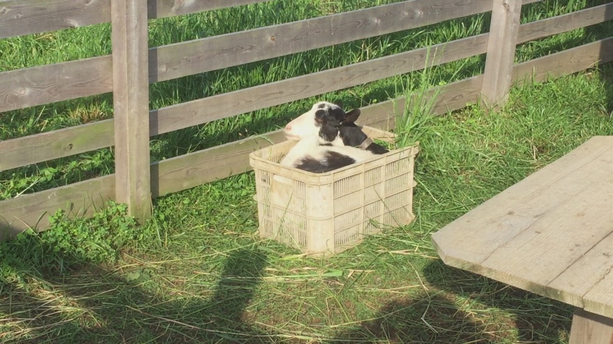 やぎ子です。今日の、ボックスイン。
