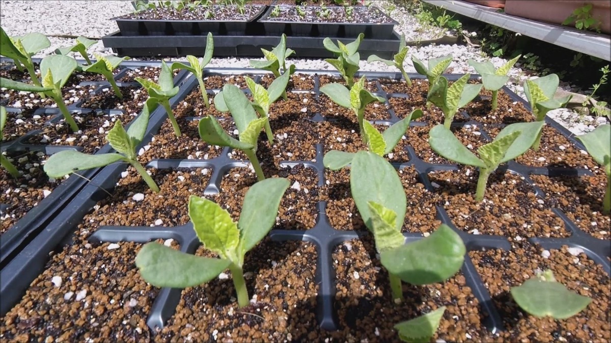 はたけの様子：【タイムラプス】メロンです。双葉→本葉の成長をどうぞ。