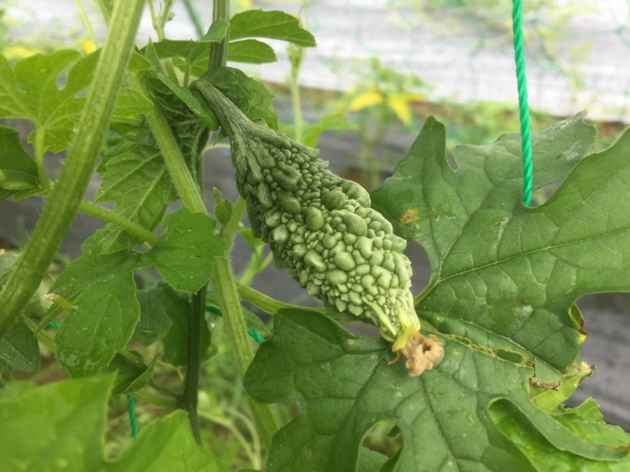 ゴーヤーちゃん。