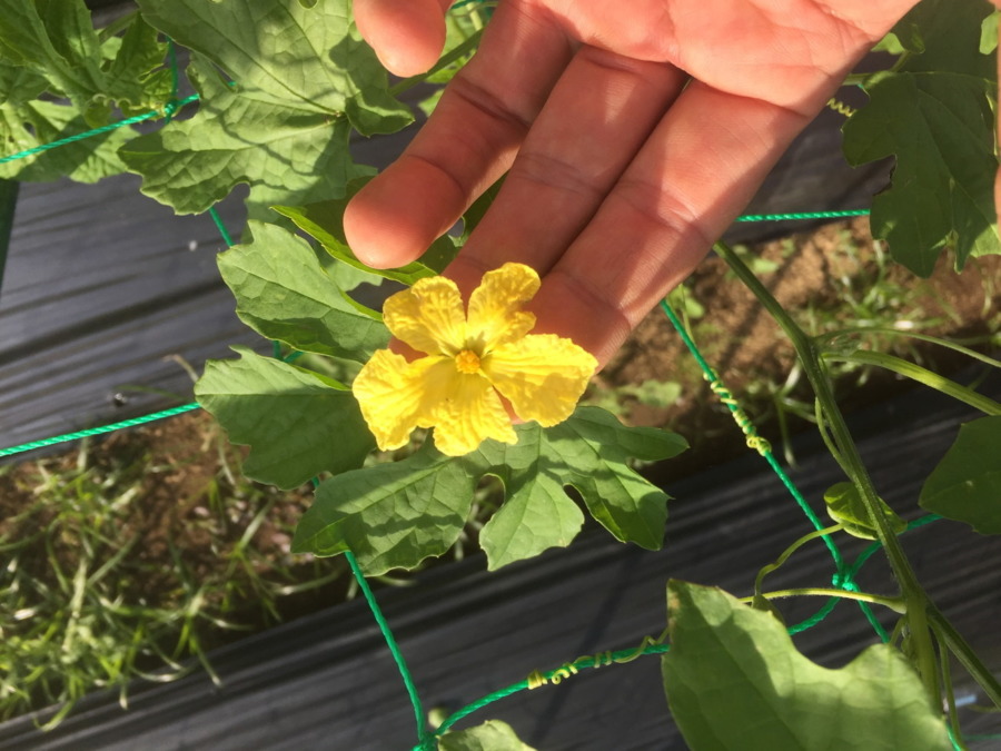 何の野菜の花でしょう？