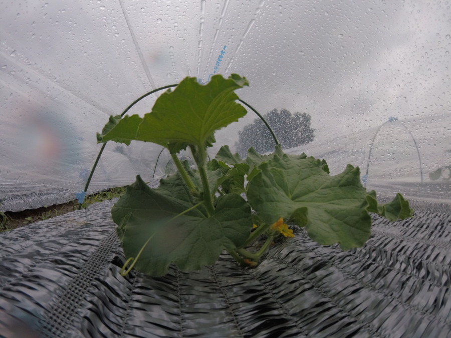 【フォト】めろん株の様子。（内＆外）