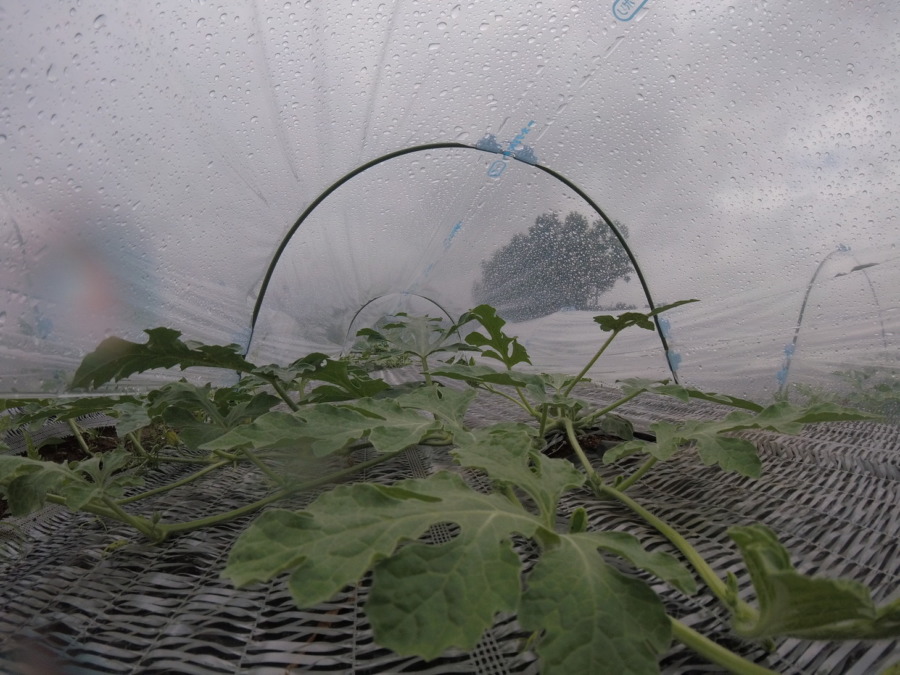 【フォト】すいか株の様子。（内＆外）