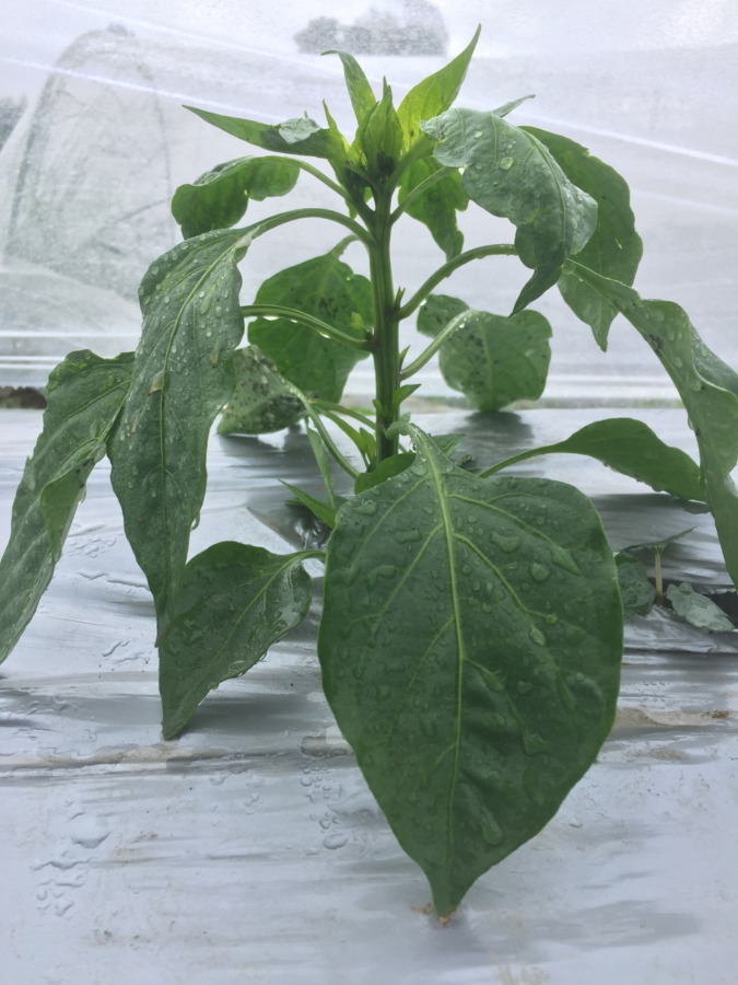 【フォト】ピーマンの現在。